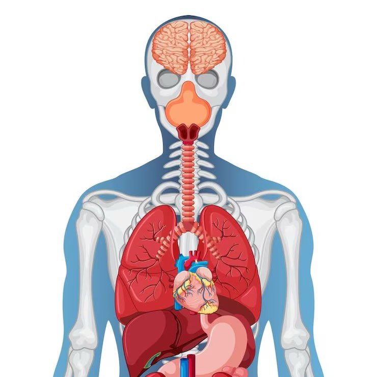 anatomie.surprenante avatar